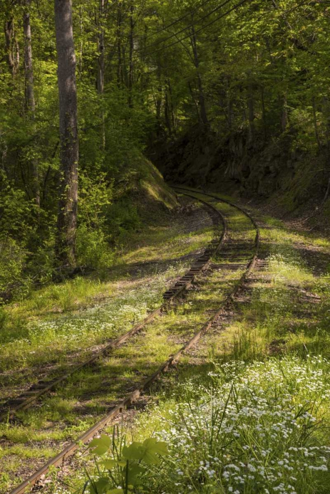 Wall Art Painting id:128230, Name: North Carolina Overgrown abandoned rail line, Artist: Grall, Don