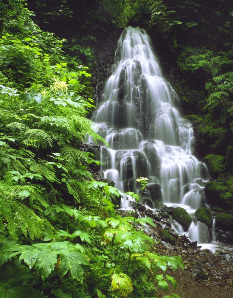 Wall Art Painting id:135461, Name: OR, Columbia Gorge, Fairy Falls cascading, Artist: Terrill, Steve