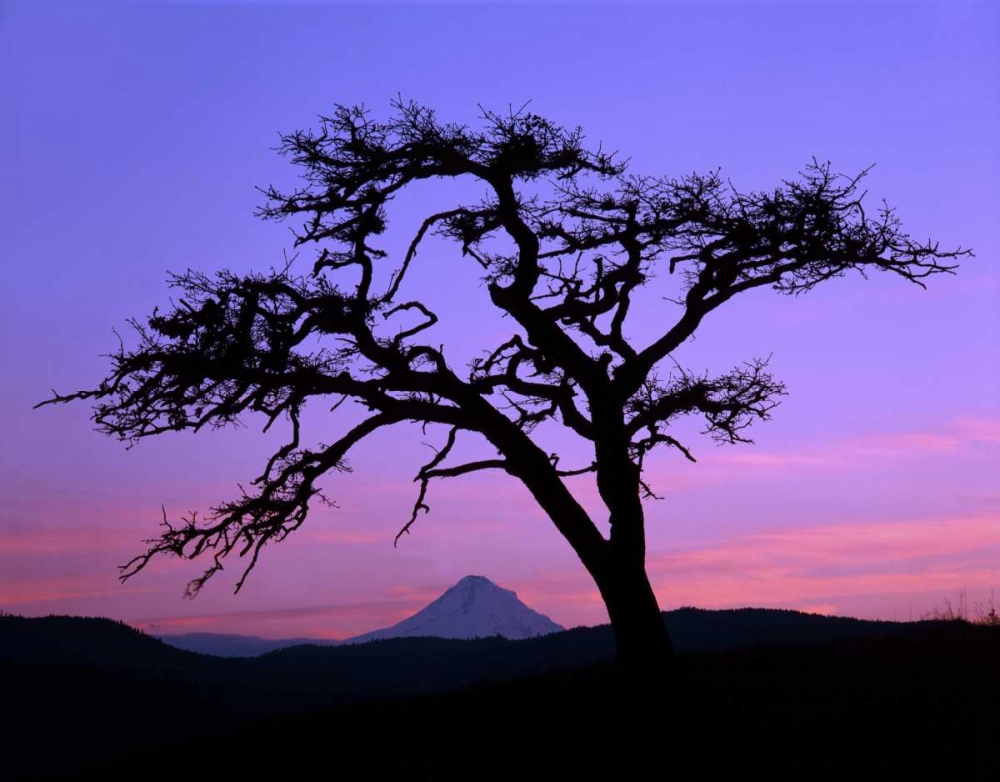 Wall Art Painting id:135723, Name: OR, Columbia Gorge, Pine tree framing Mount Hood, Artist: Terrill, Steve