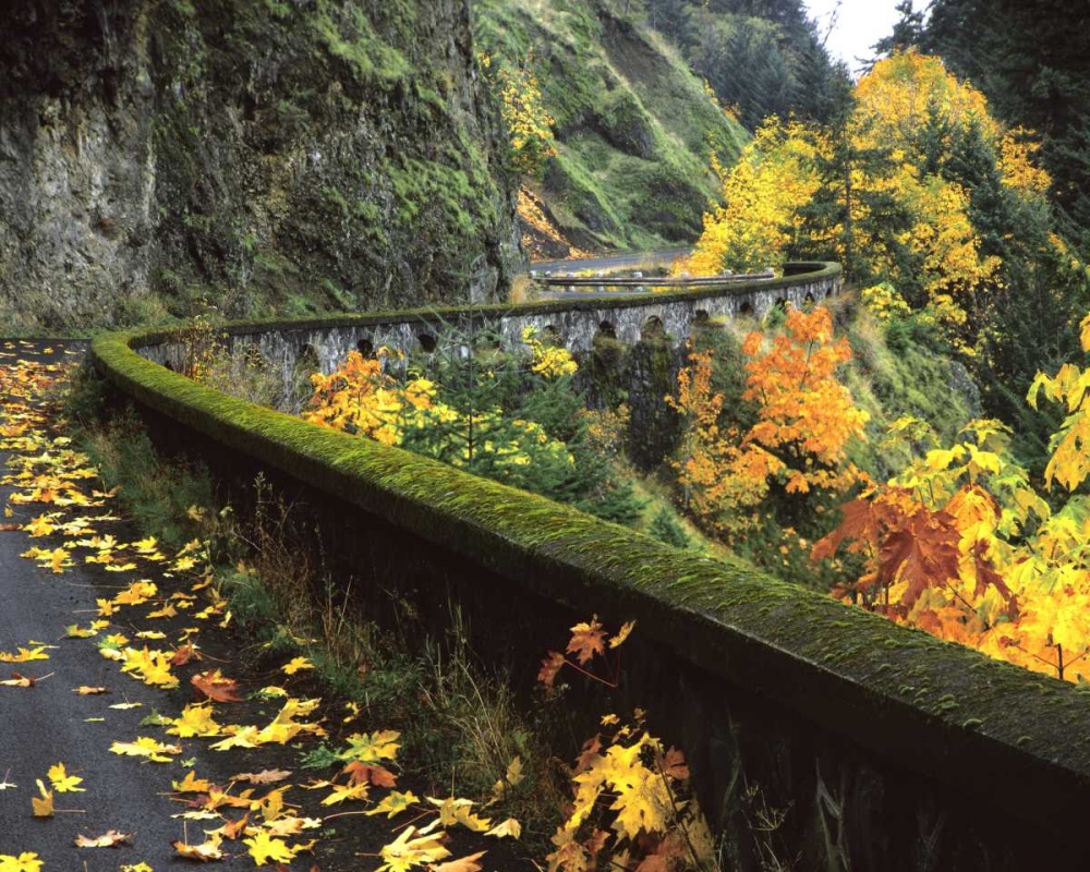 Wall Art Painting id:135496, Name: OR, Columbia Gorge, Columbia River Highway, Artist: Terrill, Steve