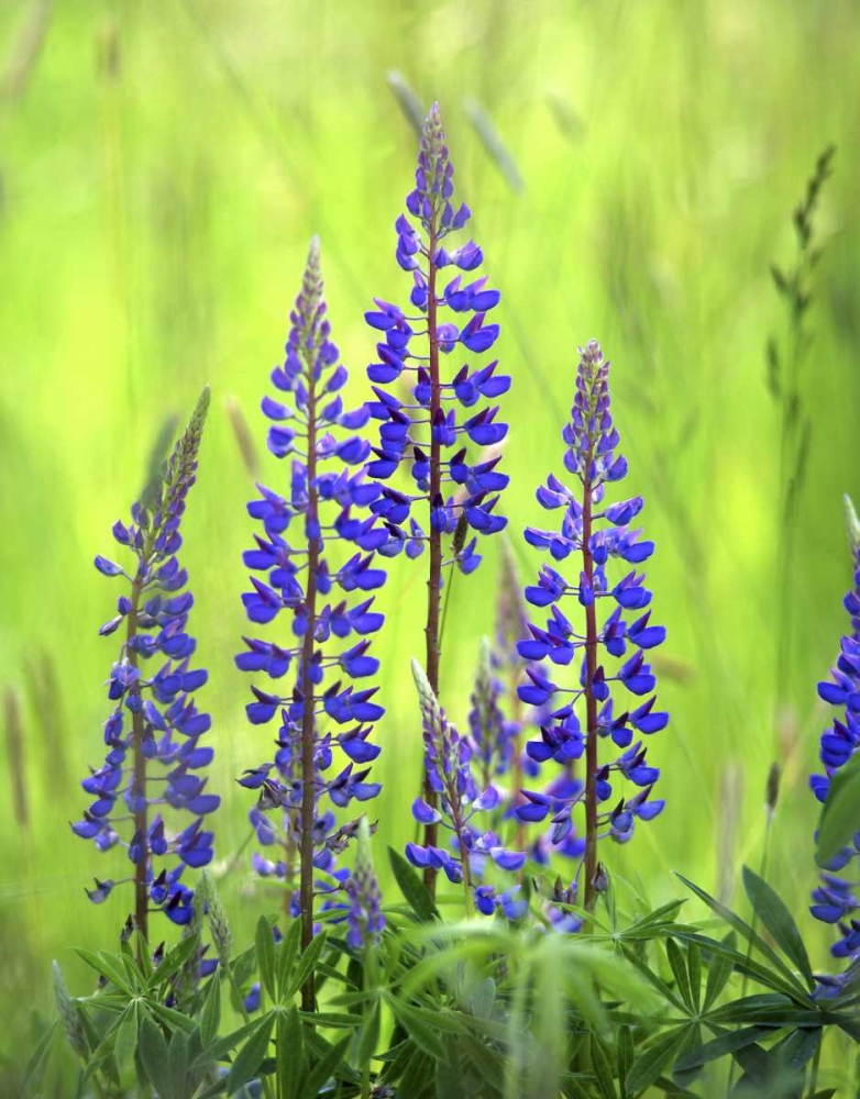 Wall Art Painting id:135573, Name: Oregon, Mt Hood NF, Lupines in grassy meadow, Artist: Terrill, Steve