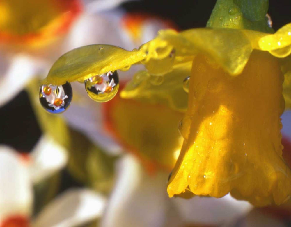 Wall Art Painting id:135451, Name: OR, Dewdrops clinging to daffodil petals, Artist: Terrill, Steve