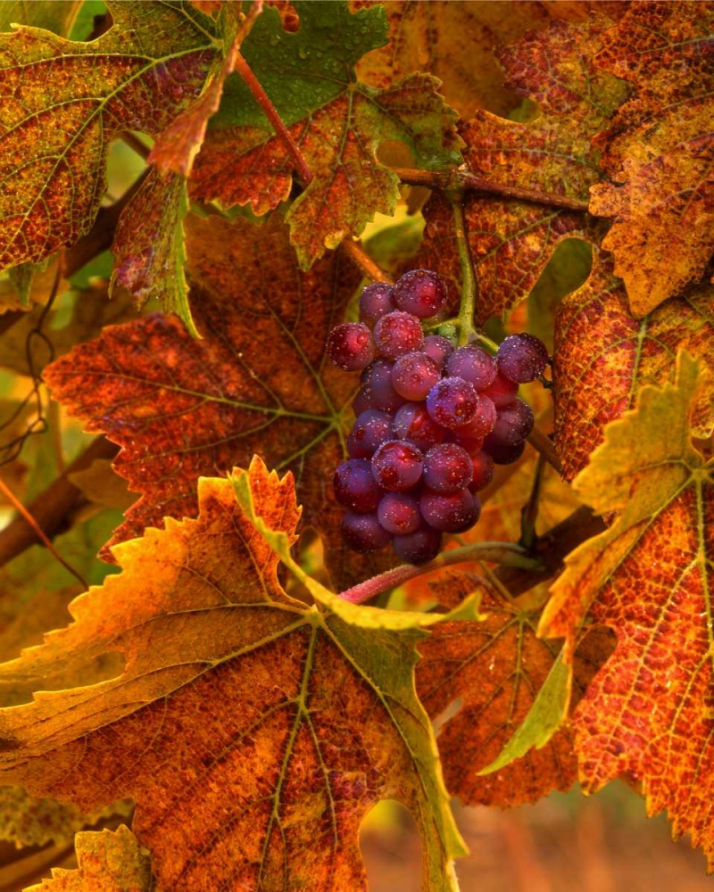 Wall Art Painting id:135730, Name: OR, Willamette Valley, Pinot noir grapes in fall, Artist: Terrill, Steve