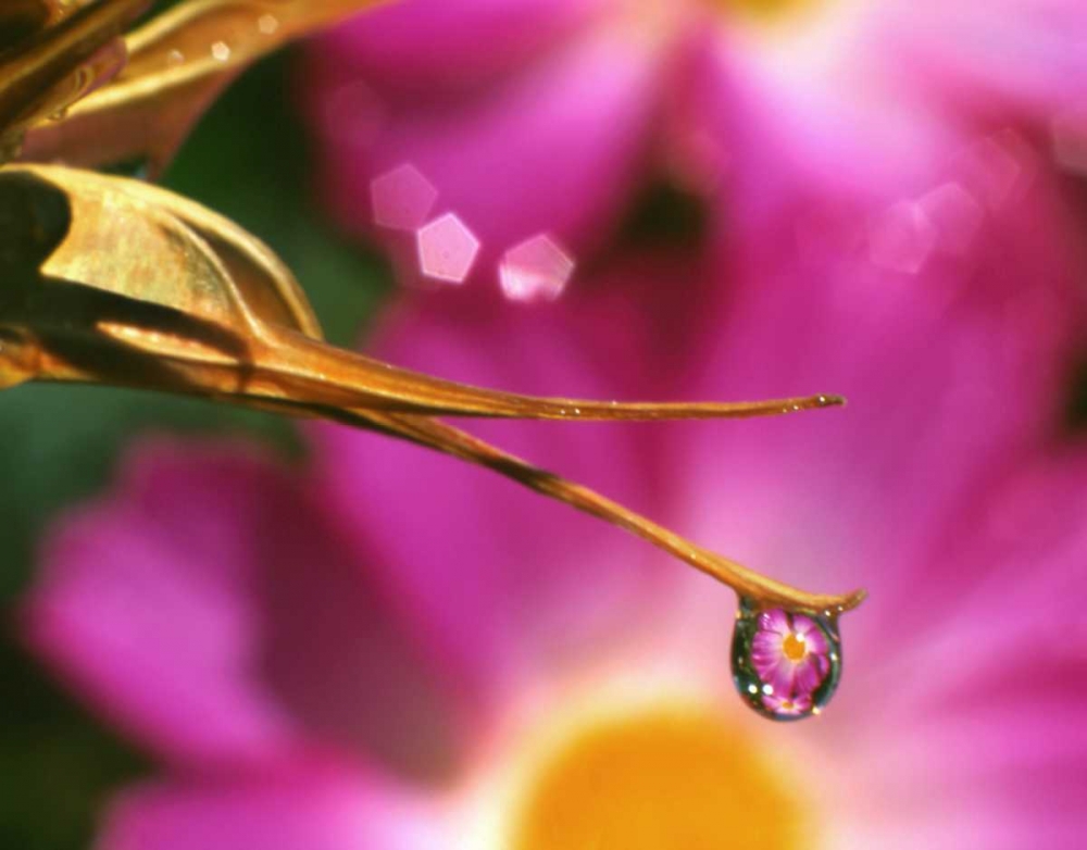 Wall Art Painting id:135433, Name: OR, Cosmos flower reflecting in dewdrop, Artist: Terrill, Steve