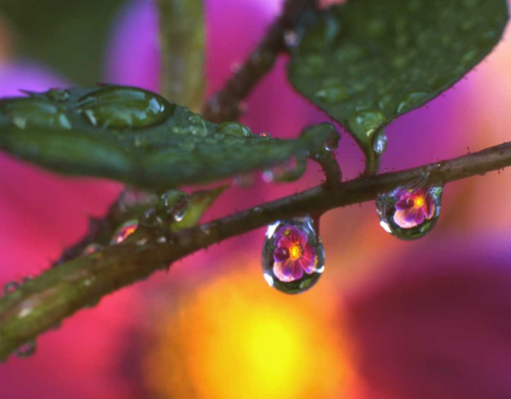 Wall Art Painting id:135481, Name: OR, Cosmos reflecting in dewdrop on a rose, Artist: Terrill, Steve