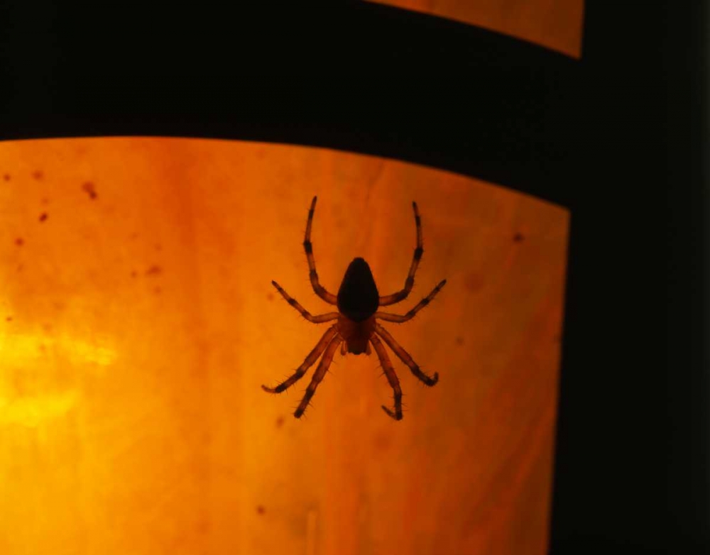 Wall Art Painting id:135450, Name: OR, Silhouette of European garden spider, Artist: Terrill, Steve