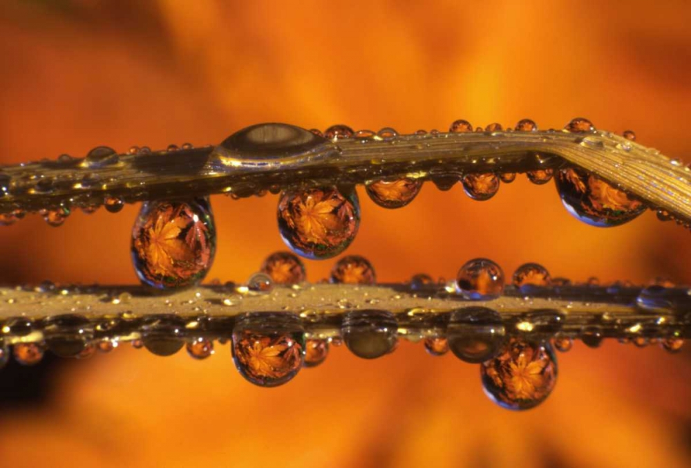 Wall Art Painting id:135591, Name: OR, Dewdrops reflecting Japanese maple leaves, Artist: Terrill, Steve