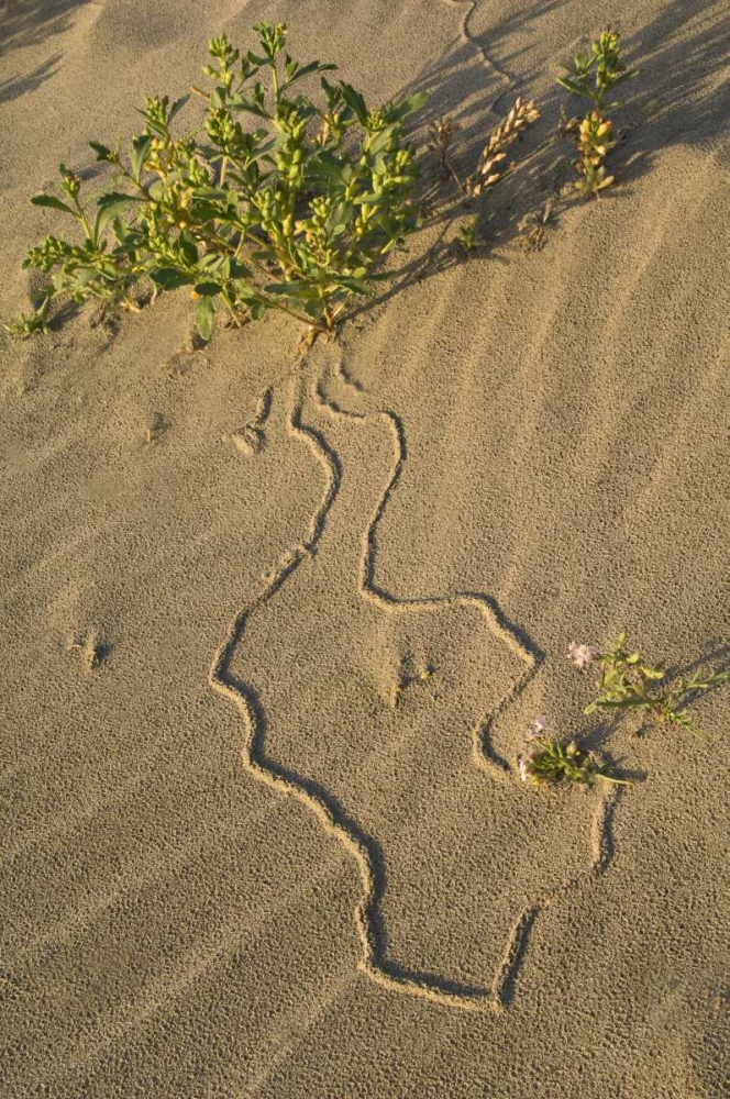 Wall Art Painting id:133904, Name: OR, Beetle tracks and flowers growing in sand, Artist: Rotenberg, Nancy