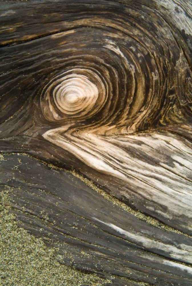 Wall Art Painting id:133686, Name: USA, Oregon Stump pattern on beach, Artist: Rotenberg, Nancy