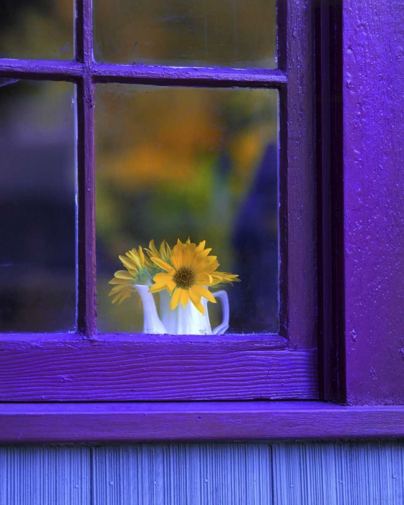 Wall Art Painting id:135436, Name: OR, Brownsville Sunflowers in a window, Artist: Terrill, Steve