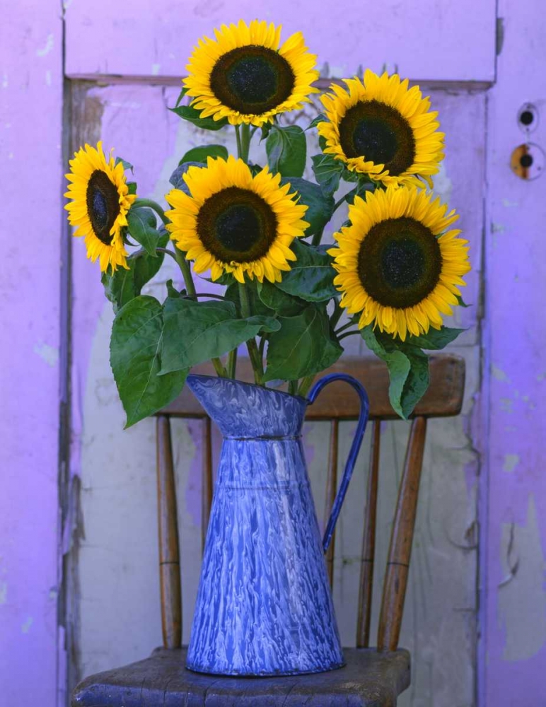 Wall Art Painting id:135515, Name: OR, Willamette Valley Fresh cut sunflowers, Artist: Terrill, Steve