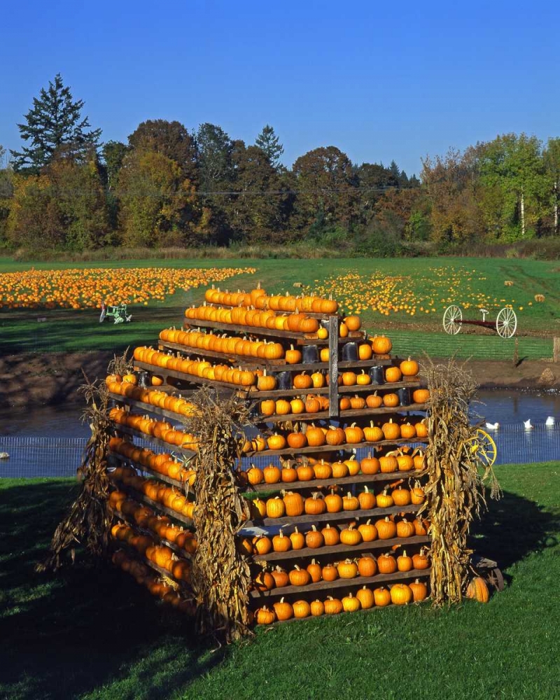 Wall Art Painting id:135579, Name: OR, Willamette Valley House made of pumpkins, Artist: Terrill, Steve