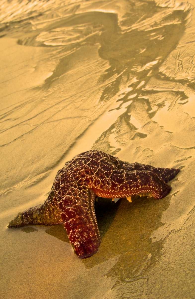 Wall Art Painting id:133740, Name: USA, Oregon Sea star moving on wet sand, Artist: Rotenberg, Nancy