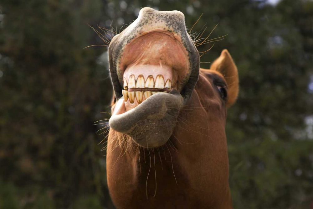 Wall Art Painting id:129904, Name: OR, Seneca A horse showing his teeth, Artist: Kaveney, Wendy