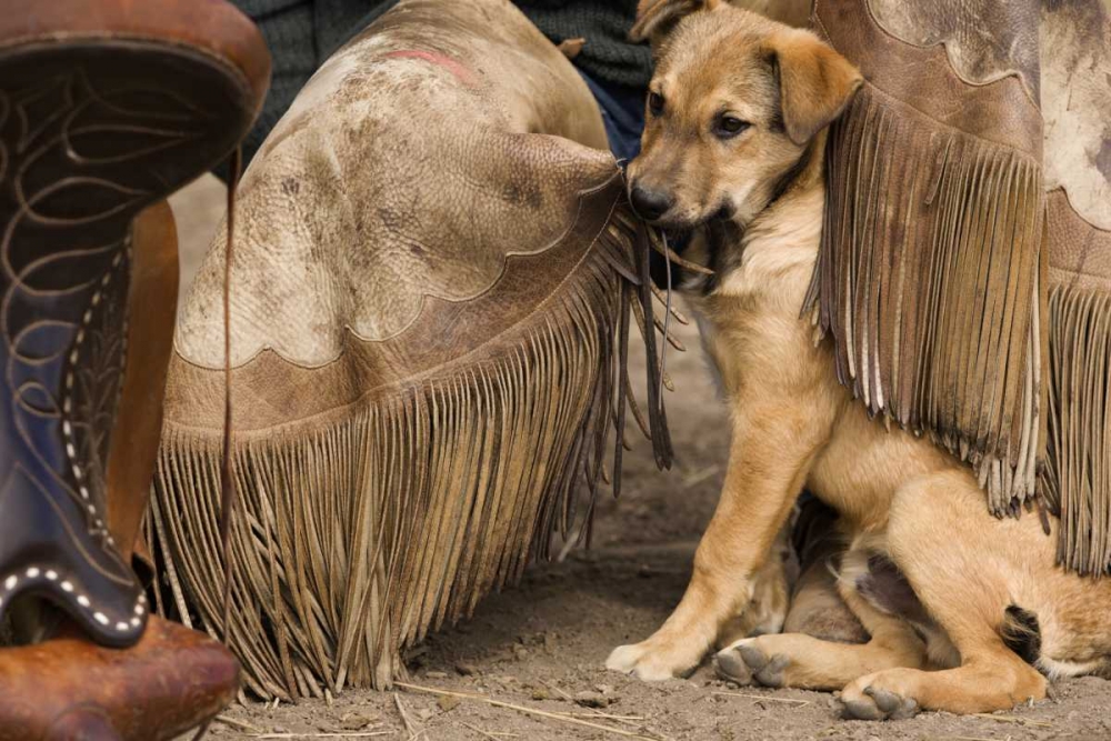 Wall Art Painting id:130046, Name: OR, Seneca A puppy chewing cowboys chaps, Artist: Kaveney, Wendy