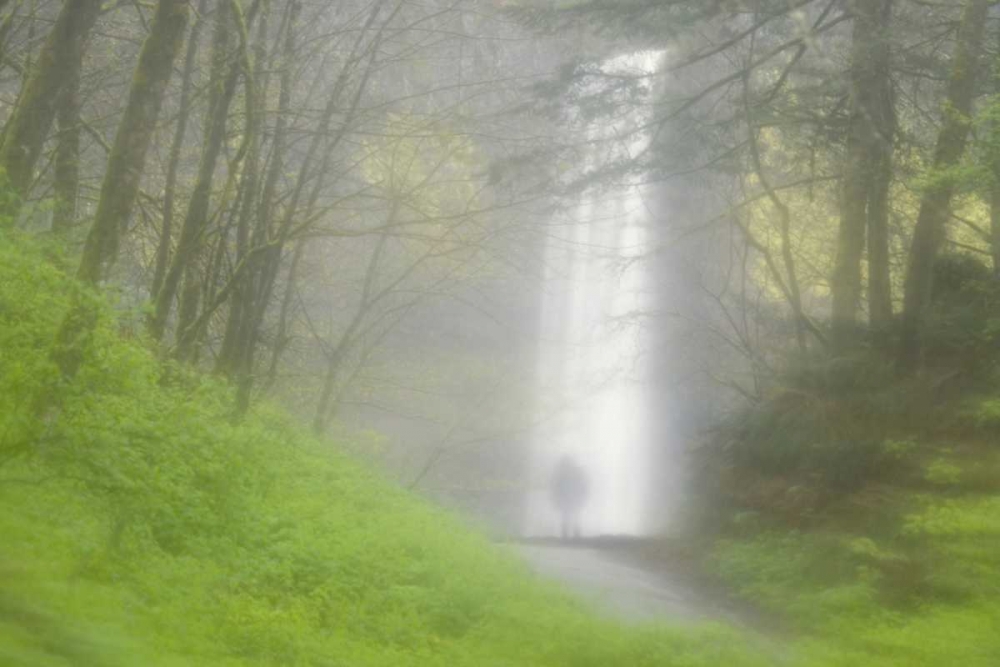 Wall Art Painting id:132415, Name: OR, Columbia Gorge Shrouded Latourell Falls, Artist: Paulson, Don