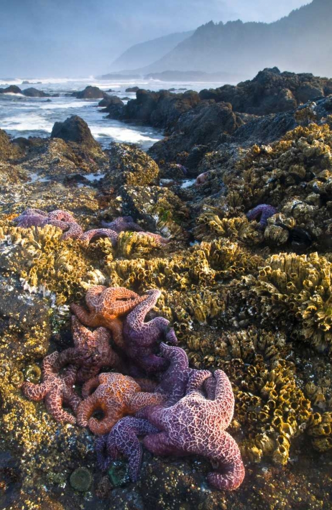 Wall Art Painting id:133799, Name: OR, Strawberry Hill Starfish at low tide , Artist: Rotenberg, Nancy