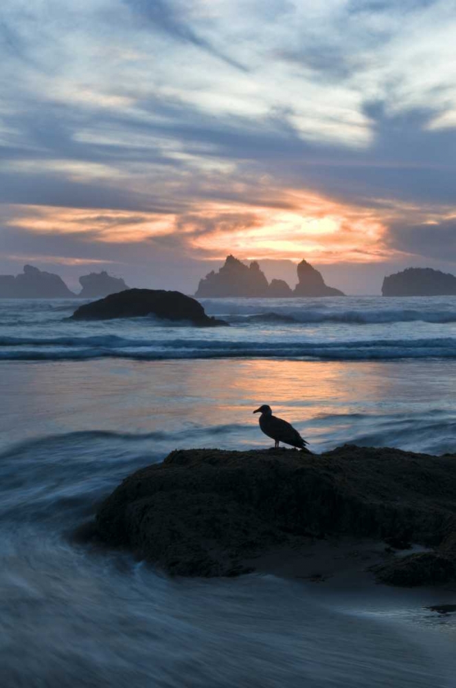 Wall Art Painting id:133977, Name: OR, Bandon Beach Seagull silhouette at sunset, Artist: Rotenberg, Nancy