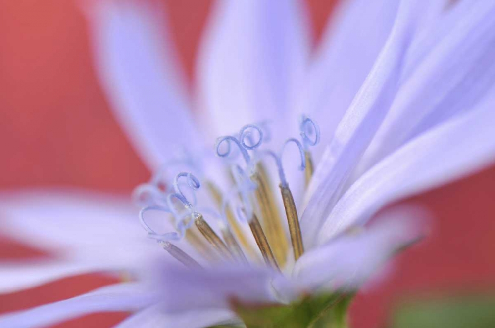 Wall Art Painting id:135740, Name: Oregon, Portland Close-up of wild chicory flower, Artist: Terrill, Steve