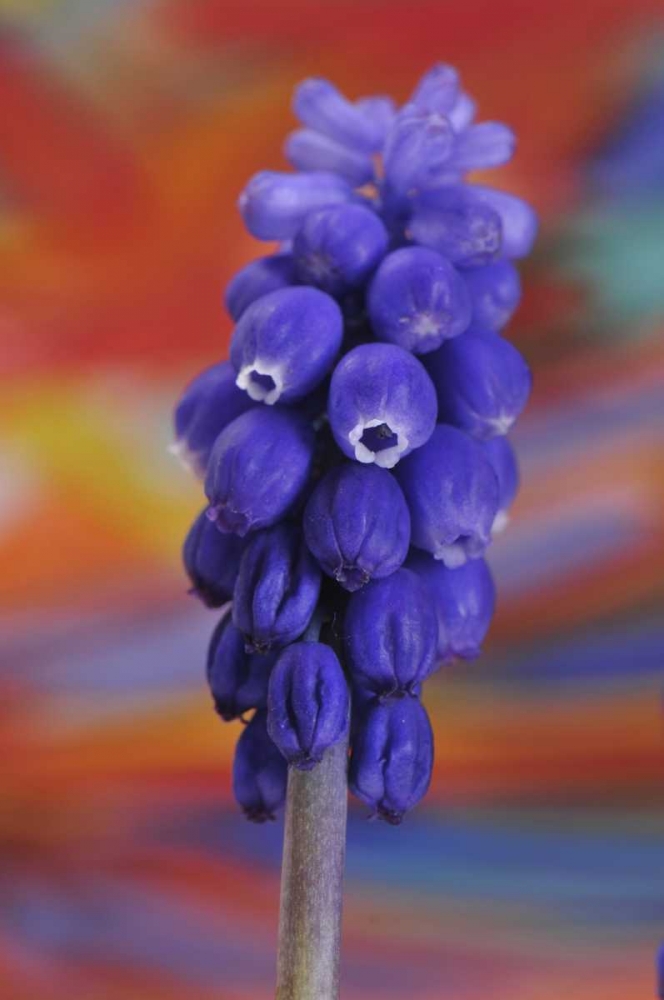 Wall Art Painting id:135522, Name: Oregon, Portland Blue grape hyacinth flower, Artist: Terrill, Steve