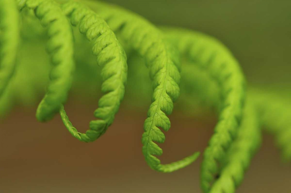 Wall Art Painting id:135652, Name: Oregon, Mt Hood NF Lady fern leaves unfurling, Artist: Terrill, Steve