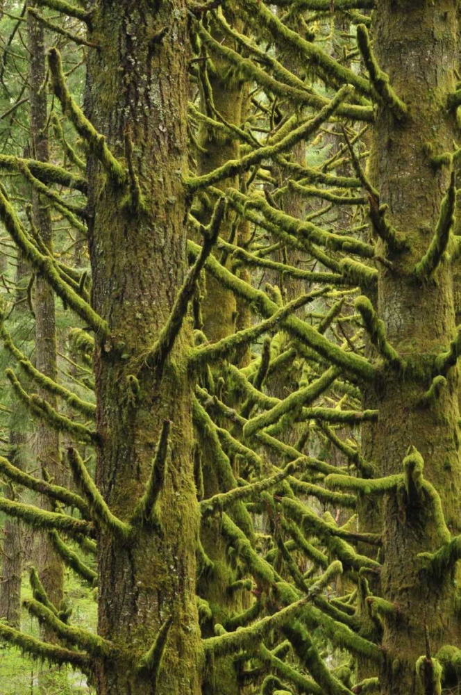 Wall Art Painting id:135659, Name: OR, Silver Falls Moss-draped Douglas fir trees, Artist: Terrill, Steve