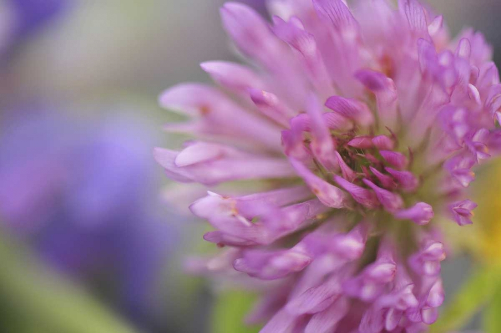 Wall Art Painting id:135642, Name: Oregon, Portland Close-up of pink clover bloom, Artist: Terrill, Steve