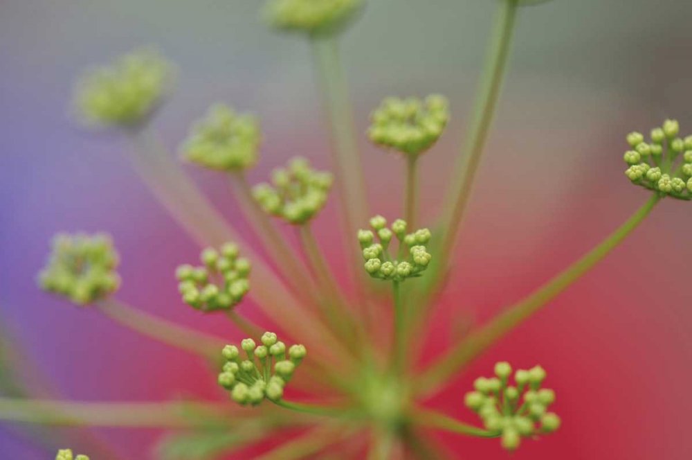 Wall Art Painting id:135611, Name: Oregon, Portland Queen Annes lace wildflower, Artist: Terrill, Steve