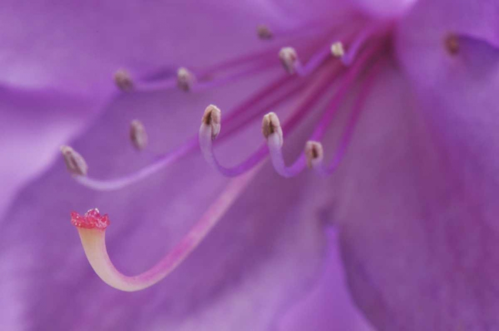 Wall Art Painting id:135745, Name: Oregon, Portland A rhododendron flower in garden, Artist: Terrill, Steve