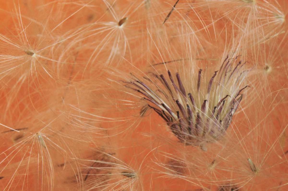 Wall Art Painting id:135643, Name: Oregon, Portland Close-up of salsify seed head, Artist: Terrill, Steve