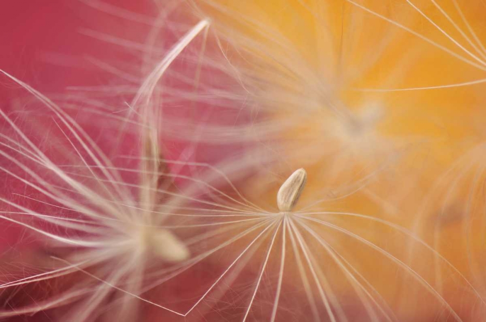 Wall Art Painting id:135644, Name: Oregon, Portland Close-up of salsify seed head, Artist: Terrill, Steve