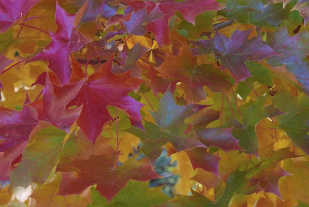 Wall Art Painting id:135477, Name: Oregon, Portland Sweet gum tree in autumn, Artist: Terrill, Steve