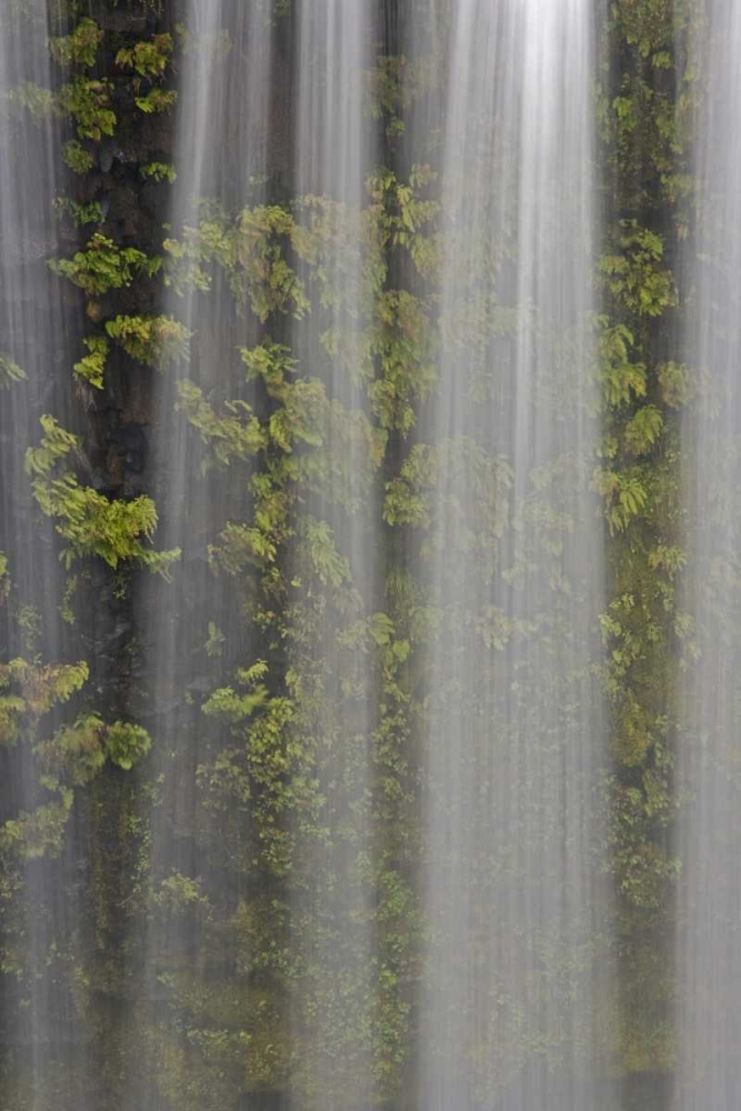 Wall Art Painting id:132027, Name: OR, Willamette NF Koosah Falls and ferns, Artist: Paulson, Don