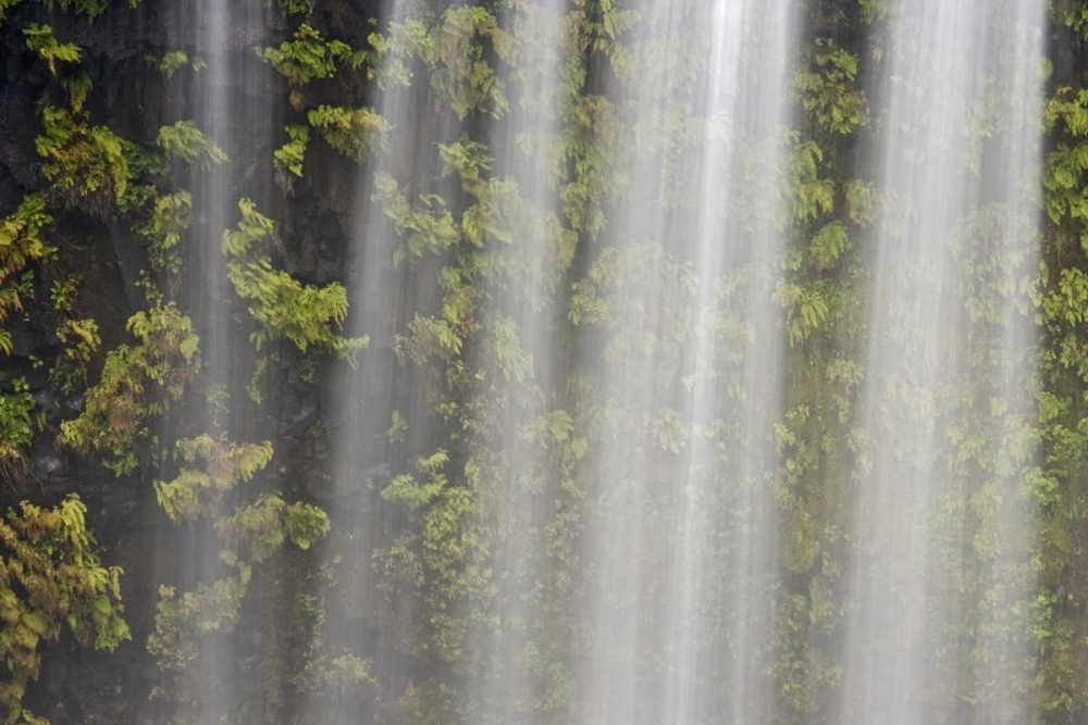 Wall Art Painting id:132028, Name: OR, Willamette NF Koosah Falls and ferns, Artist: Paulson, Don