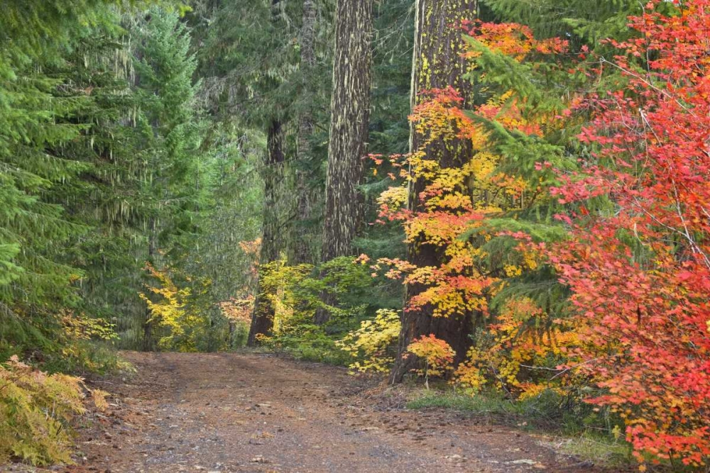 Wall Art Painting id:132814, Name: OR, Willamette NF Historic Santiam Wagon Road, Artist: Paulson, Don