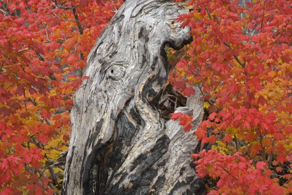 Wall Art Painting id:133190, Name: OR, Willamette NF Vine maple tree stump, autumn, Artist: Paulson, Don