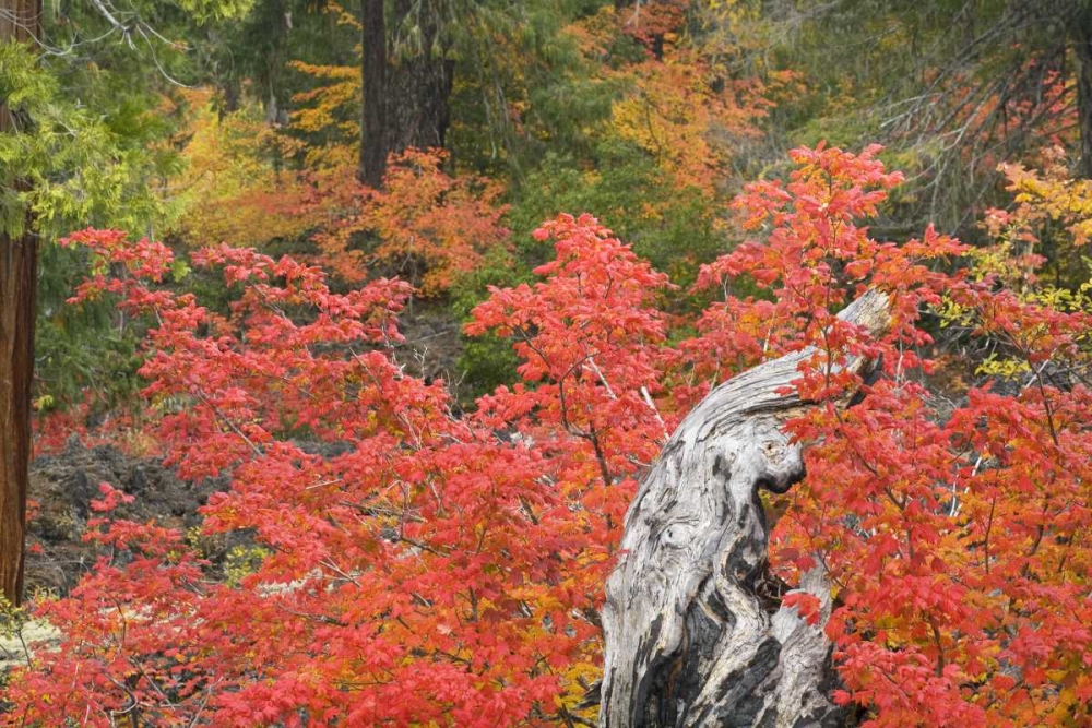 Wall Art Painting id:133189, Name: OR, Willamette NF Vine maple tree stump, autumn, Artist: Paulson, Don