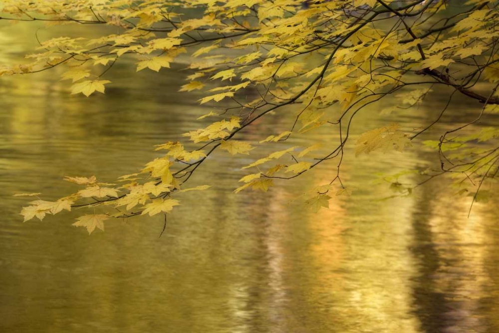 Wall Art Painting id:132973, Name: OR, Rogue River NF Vine maple over Rogue River, Artist: Paulson, Don