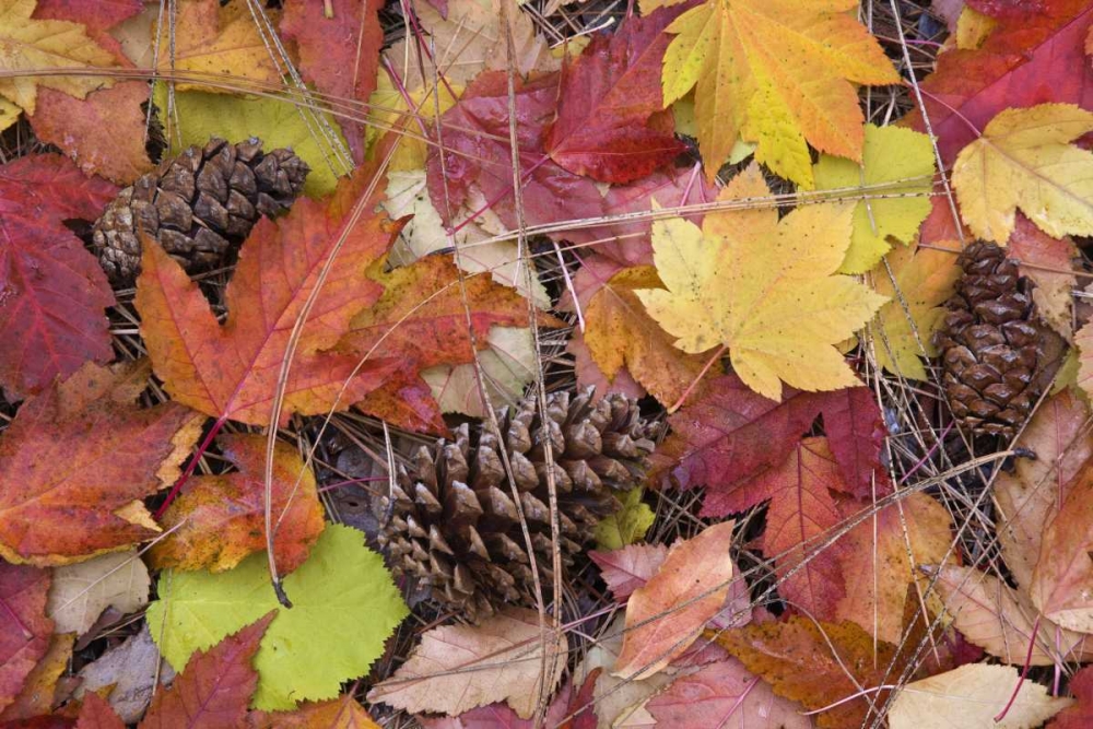 Wall Art Painting id:132148, Name: OR, Rogue River NF Forest floor in Autumn, Artist: Paulson, Don