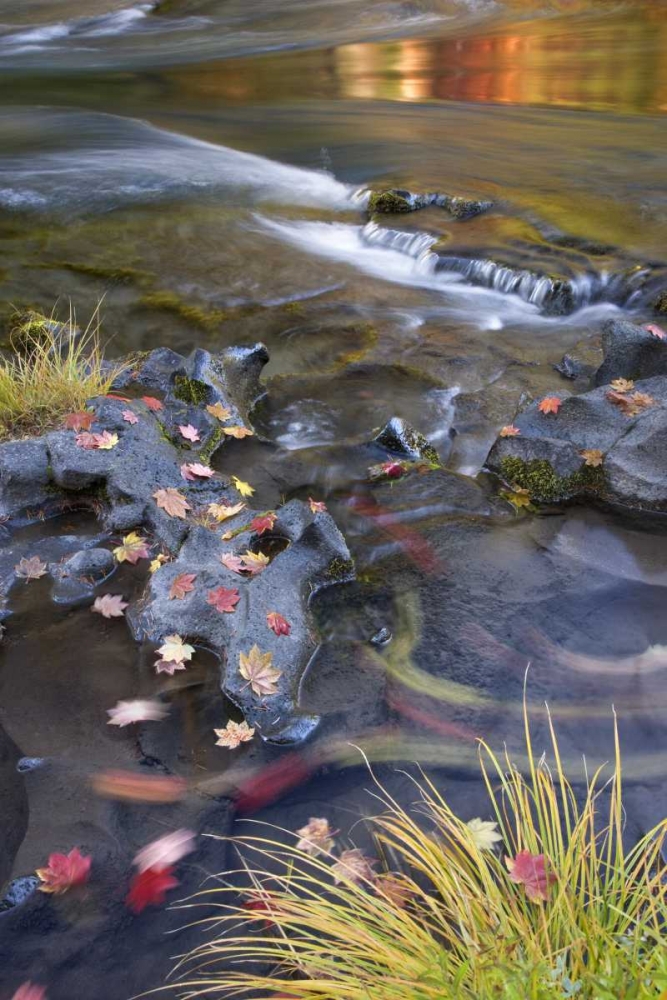 Wall Art Painting id:133451, Name: OR, Rogue River NF Leaves and autumn reflections, Artist: Paulson, Don