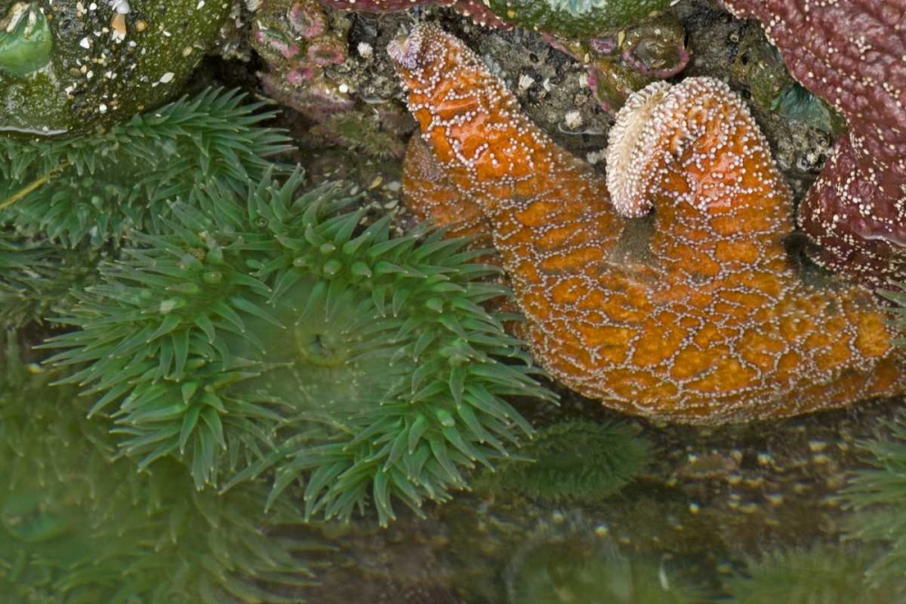 Wall Art Painting id:128876, Name: OR, Bandon Beach Sea stars and anemones, Artist: Illg, Cathy and Gordon