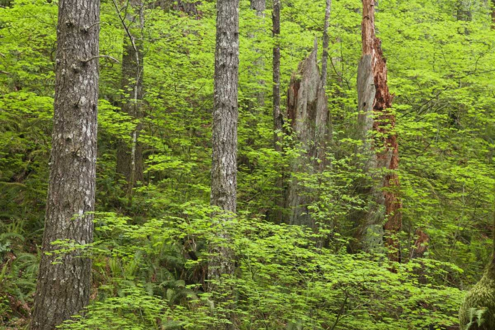 Wall Art Painting id:133396, Name: OR, Columbia Gorge Forest from Eagle Creek Trail, Artist: Paulson, Don