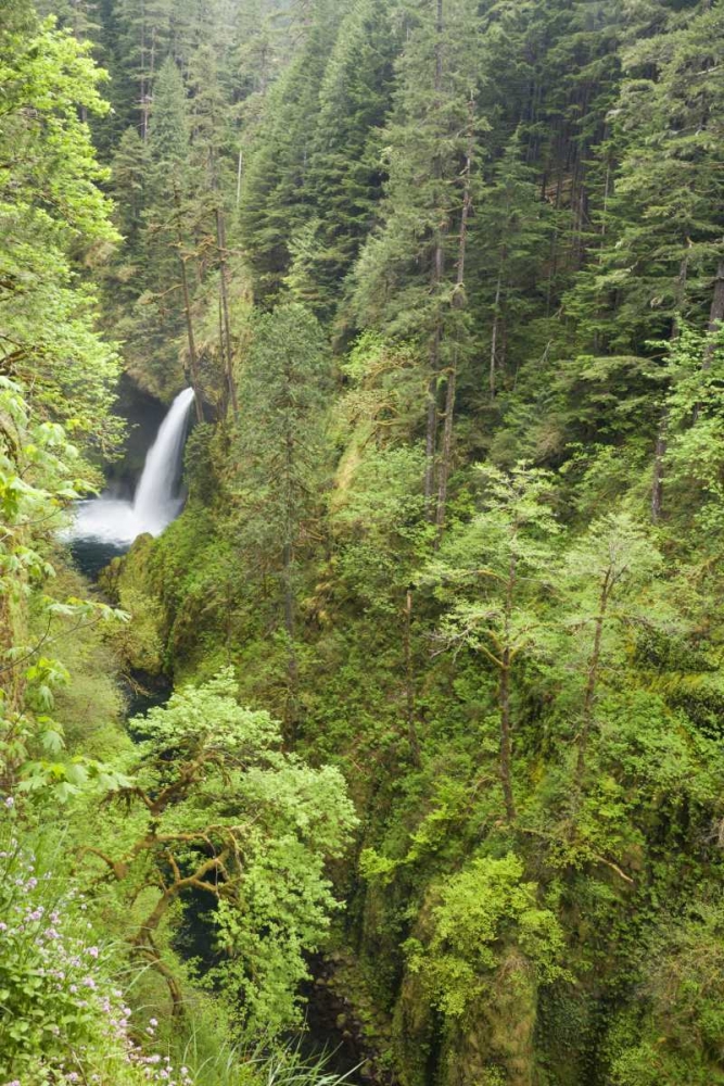 Wall Art Painting id:131728, Name: OR, Columbia Gorge Metlako Falls, Artist: Paulson, Don