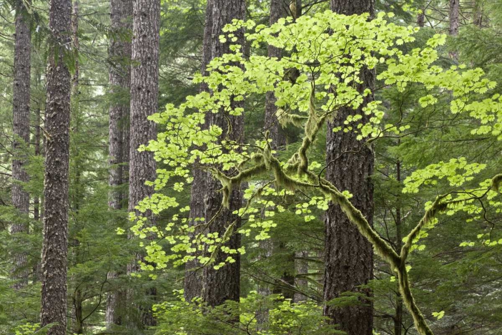 Wall Art Painting id:133397, Name: OR, Columbia Gorge Forest from Eagle Creek Trail, Artist: Paulson, Don