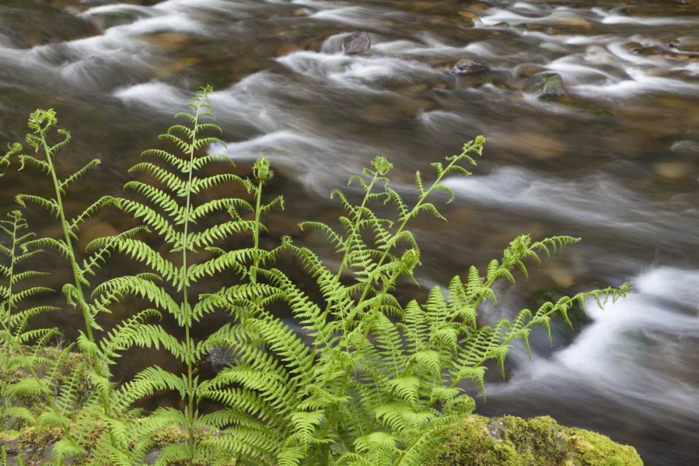 Wall Art Painting id:132551, Name: OR, Columbia Gorge Lady fern by Tanner Creek, Artist: Paulson, Don