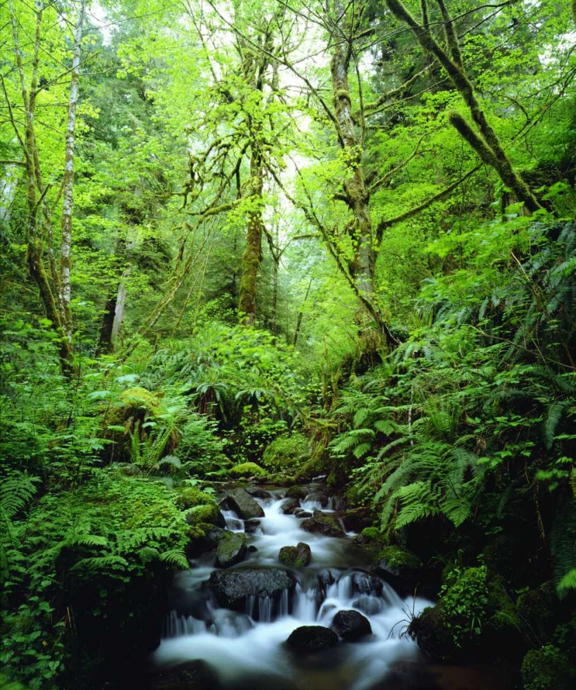 Wall Art Painting id:134937, Name: USA, Oregon, A stream in an old-growth forest, Artist: Talbot Frank, Christopher