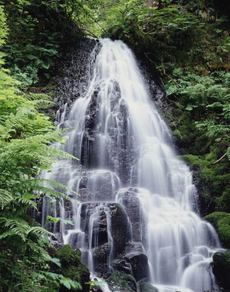 Wall Art Painting id:134717, Name: USA, Oregon, A Waterfall amongst ferns, Artist: Talbot Frank, Christopher