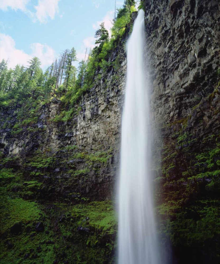 Wall Art Painting id:135198, Name: USA, Oregon, A waterfall in an old-growth forest, Artist: Talbot Frank, Christopher