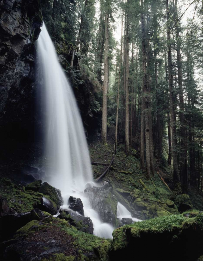 Wall Art Painting id:135199, Name: USA, Oregon, A waterfall in an old-growth forest, Artist: Talbot Frank, Christopher