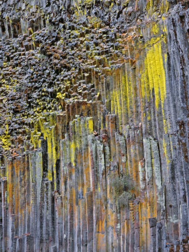 Wall Art Painting id:135434, Name: OR, Columnar basalt covered with lichen, Artist: Terrill, Steve